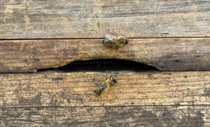 Mehr über den Artikel erfahren Hulda goes honey … again