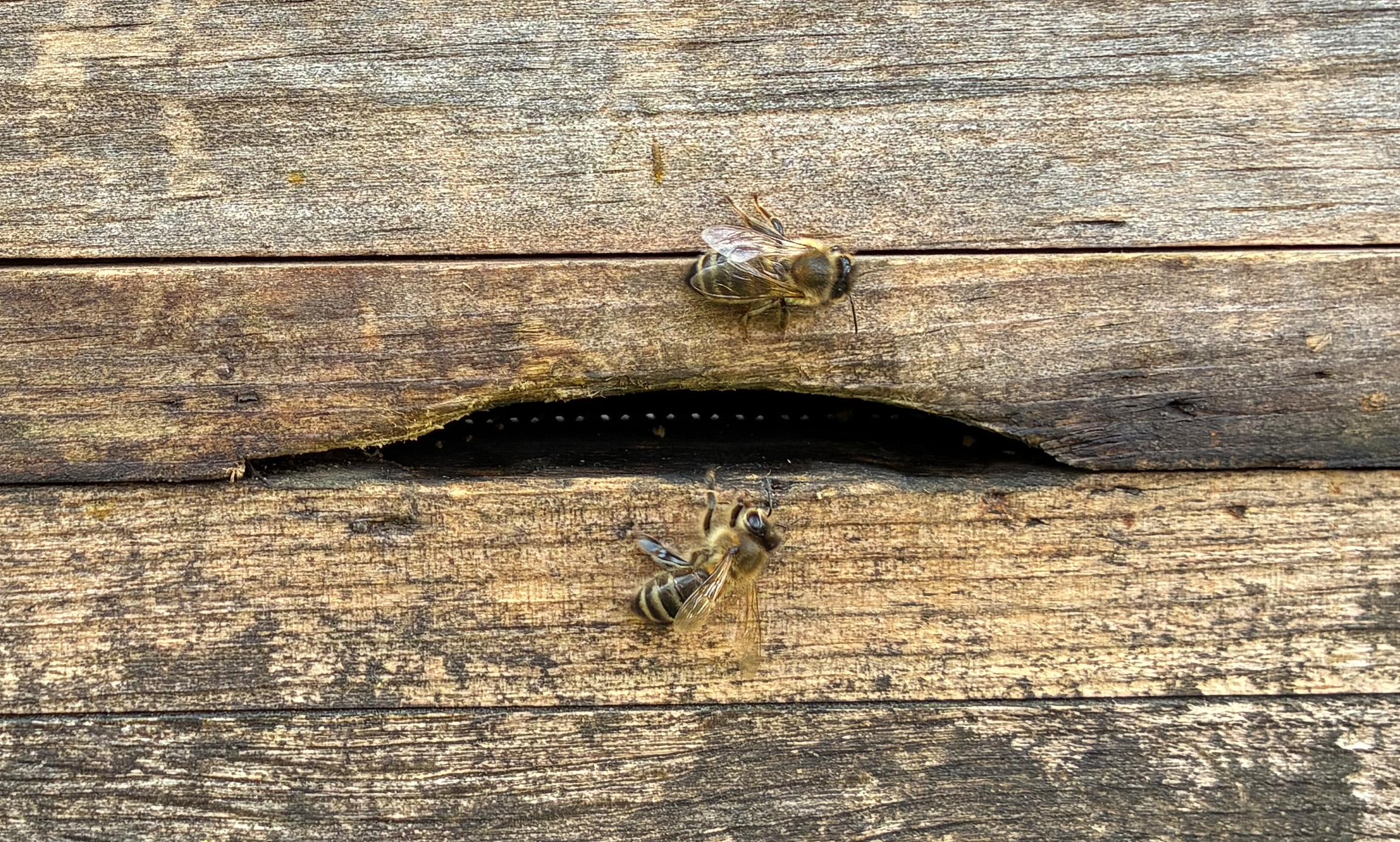 Du betrachtest gerade Hulda goes honey … again