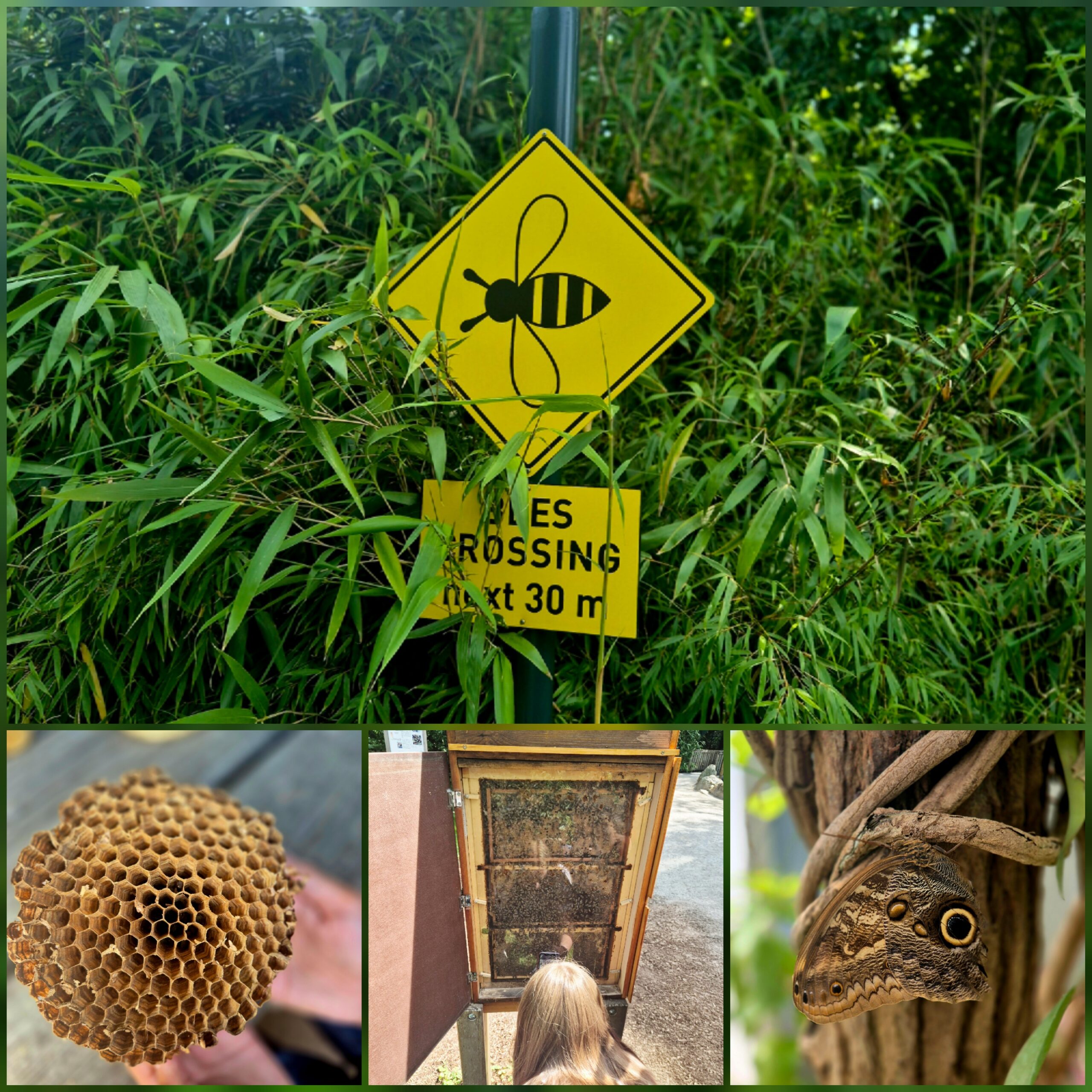 Du betrachtest gerade Insektenschutz hautnah! 